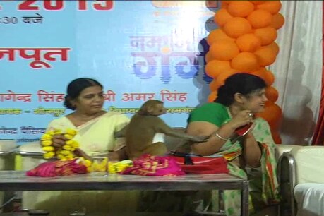 कवी सम्मलेन के मंच पर पहुंचे बंदर ने महिला कवयित्री को खूब किया परेशान