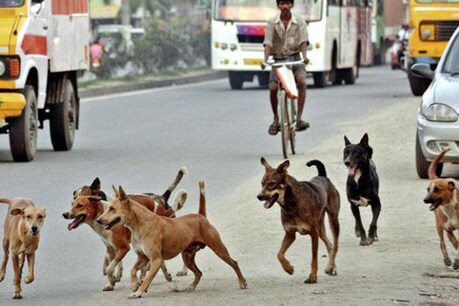 आवारा कुत्तों ने राजमिस्त्री पर किया हमला, उतारा मौत के घाट
