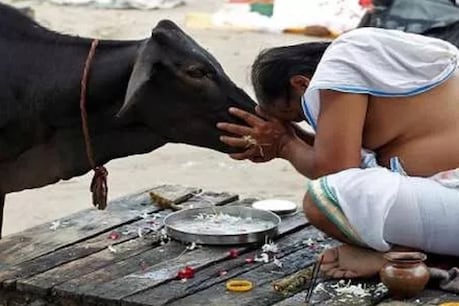 कमलनाथ सरकार करेगी गाय की पूजा