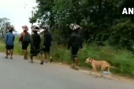 13 भक्तों के इस दल के पीछे-पीछे आते हुए कुत्ता करीब 480 किलोमीटर दूर भी आ गया है.  (video grab)
