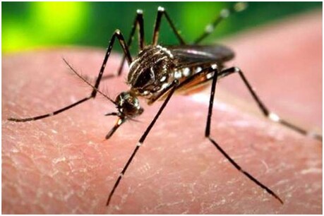 अलीगढ़ में 12 लोगों की डेंगू से मौत, बीमार मरीजों का आंकड़ा हजार पार अलीगढ़ में 12 लोगों की डेंगू से मौत, बीमार मरीजों का आंकड़ा हजार पार