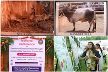 मेरठ: वैज्ञानिकों का दावा- गीर व कांकरेज गाय किसानों की आमदनी कई गुना बढ़ाएगी !