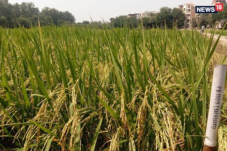 सिर्फ पंजाब-हरियाणा में ही ‘जल’ और ‘वायु’ दोनों के लिए क्यों संकट बन रही धान की खेती? सिर्फ पंजाब-हरियाणा में ही ‘जल’ और ‘वायु’ दोनों के लिए क्यों संकट बन रही धान की खेती?