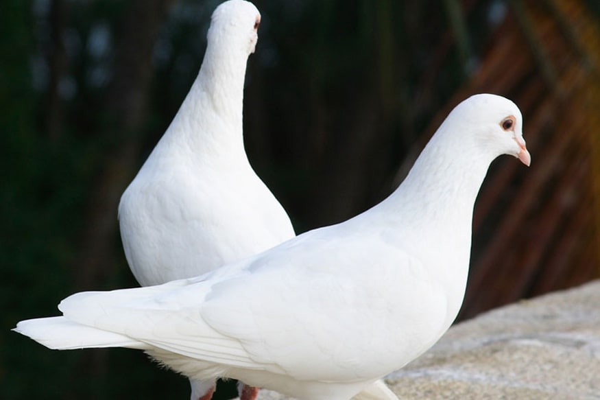 Pin by Shreyans Swain on Kabootar | Pigeon pictures, High flying pigeons,  Pet birds