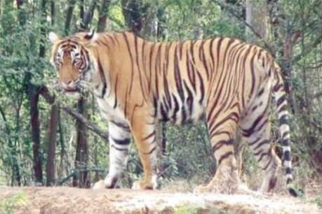 1300 किमी चल ज्ञानगंगा वन्यजीव अभयारण्य पहुंचा बाघ