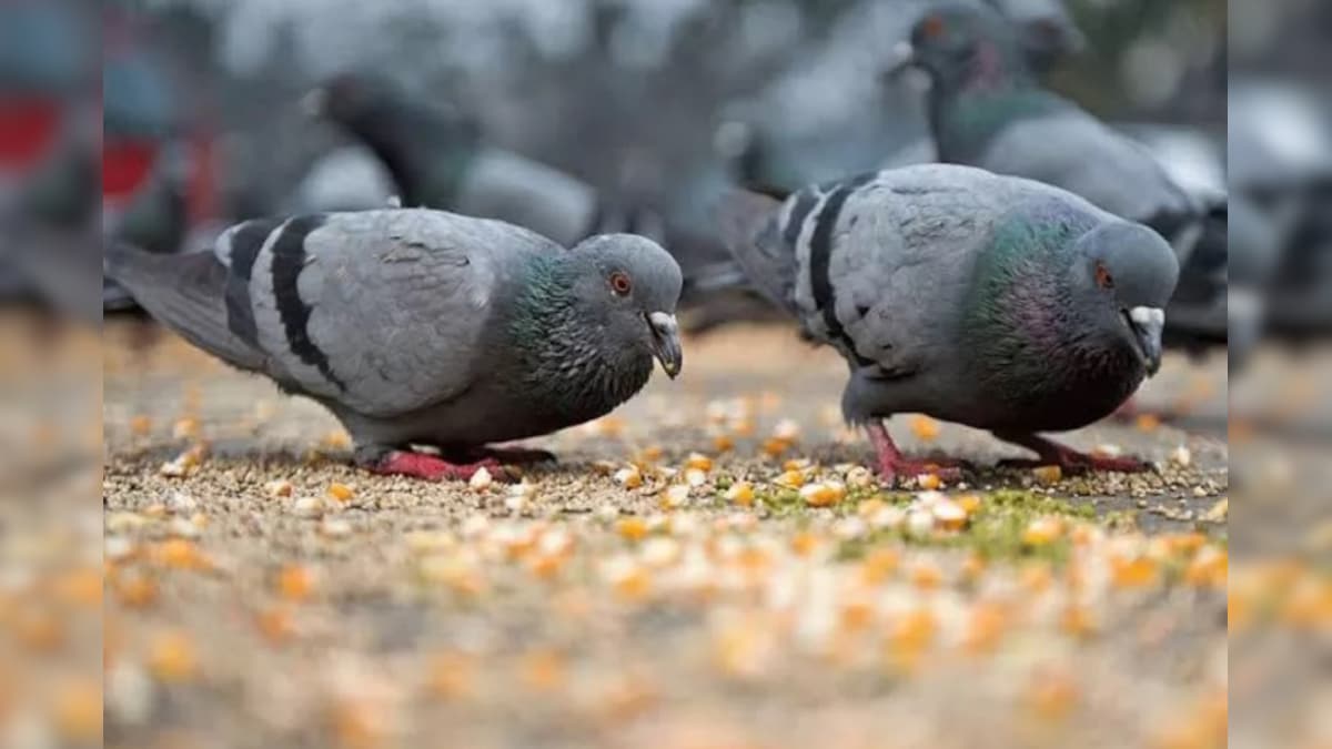 कब तर फ ल रह ह य खतरन क ब म र 200 स ज य द ल ग ह ए श क र Doctors Warn Over Diseases Caused By Pigeon Droppings And Feathers Nodsps News18 Hindi