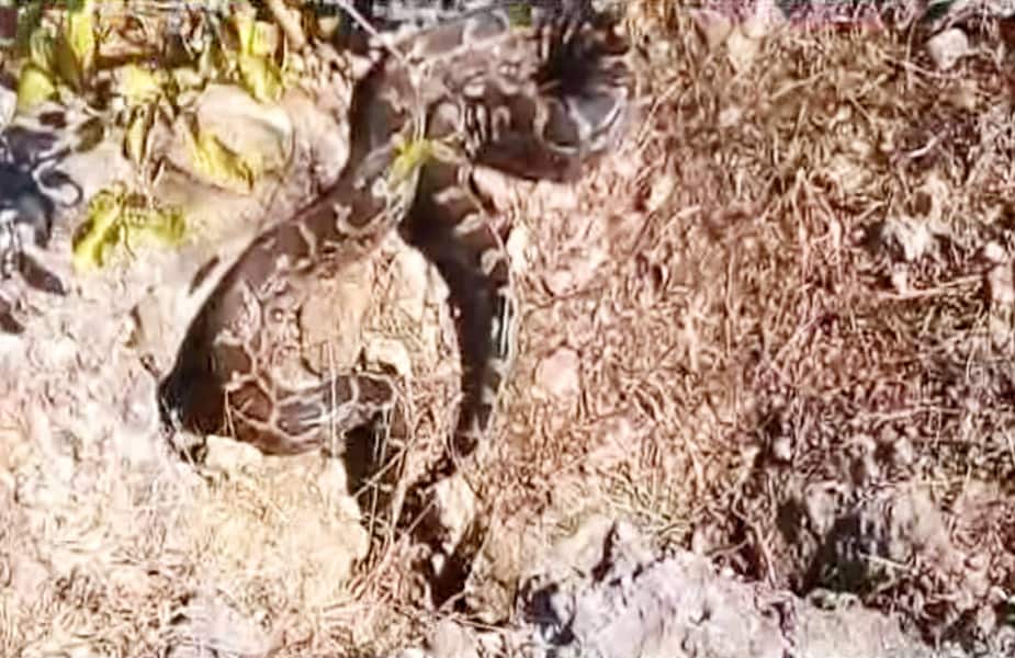 अजगर-python