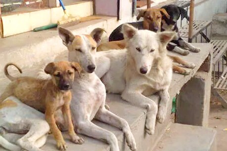 गोद लेने की योजना के तहत अब तक करीब 33 कुत्तों को अपनाया गया है. (फाइल फोटो)