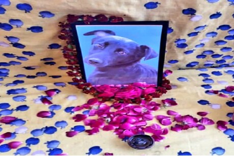 स्ट्रीट डॉग की मौत पर मोहल्लेवालों ने दिया मृत्युभोज