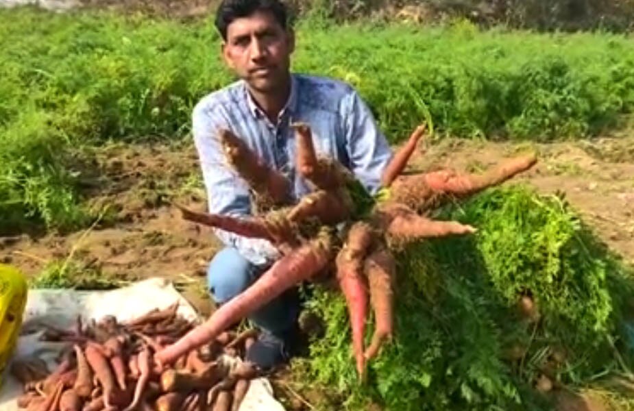 Carrot