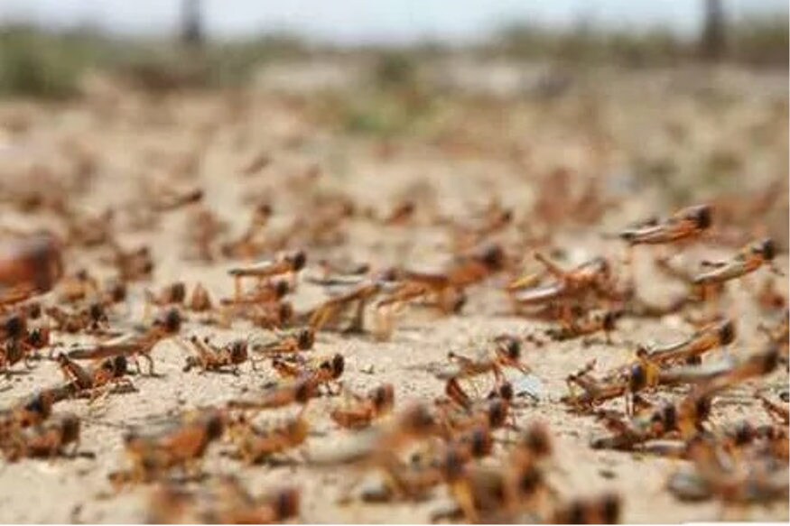pakistani locusts attack, big threat for indian farmers, rajasthan, gujarat, kisan, ministry of agriculture, farmers, Relief package for locusts affected area, पाकिस्तानी टिड्डियों का हमला, भारतीय किसानों के लिए बड़ा खतरा, राजस्थान, गुजरात, किसान, कृषि मंत्रालय, टिड्डियों से प्रभावित क्षेत्र में राहत पैकेज