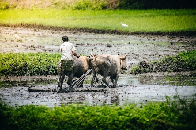 Budget 2020: कुसुम योजना को लेकर बड़ा ऐलान, सोलर पंप के लिए मिलेगा 60% पैसा!