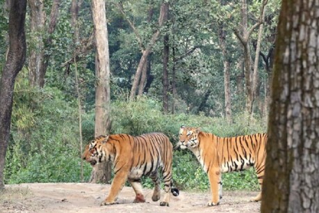 कान्हा नेशनल पार्क में बाघों का रोमांस