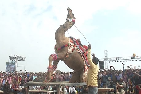 बीकानेर में अंतरराष्ट्रीय ऊंट उत्सव : कैमल अपने नृत्य से सैलानियों को लुभाएंगे बीकानेर में अंतरराष्ट्रीय ऊंट उत्सव : कैमल अपने नृत्य से सैलानियों को लुभाएंगे