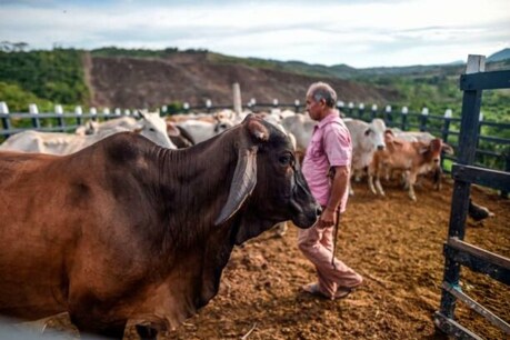 अस्पताल में बच्चों की मौत के बाद अलवर में सर्दी से गाेशाला में 70 गायों की मौत से हड़कंप! अस्पताल में बच्चों की मौत के बाद अलवर में सर्दी से गाेशाला में 70 गायों की मौत से हड़कंप!