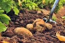 गुरुग्राम में ऑर्गेनिक फार्मिंग का क्रेज, लोग उगा रहे है हेल्दी सब्जियां