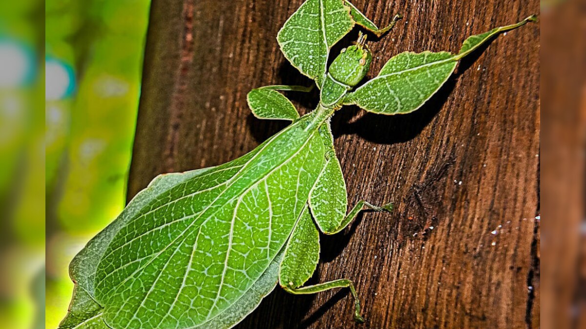 Kedchal Insect गाय नहीं, कॉकरोच का दूध बनने जा रहा है सुपरफूड, जानें इसकी खासियत ...