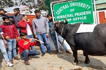 PHOTOS: सेंट्र्ल यूनिवर्सिटी कांगड़ा में ABVP ने ‘भैंस के आगे बजाई बीन’