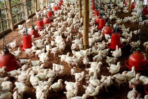 वहीं पोल्ट्री फार्म संघ के कृष्‍ण कुमार ने कहा कि लॉकडाउन के चलते मुर्गी उत्पादकों को हर दिन करीब 25 लाख रुपये का नुकसान हो रहा है.  (सांकेतिक फोटो)