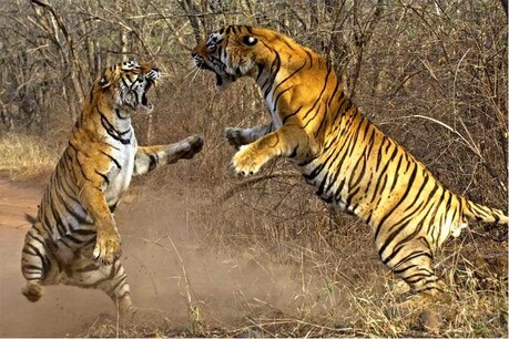 चित्रकूट के जंगल में बाघों के बीच संघर्ष (प्रतीकात्मक तस्वीर)