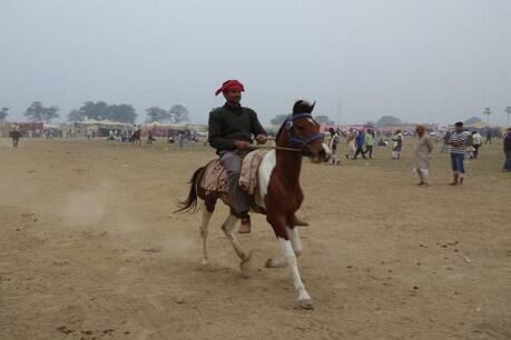 घोड़ों के लिए मशहूर है बिहार का ये पशु मेला, अनंत सिंह से लेकर तेजप्रताप यादव तक करते हैं खरीददारी घोड़ों के लिए मशहूर है बिहार का ये पशु मेला, अनंत सिंह से लेकर तेजप्रताप यादव तक करते हैं खरीददारी