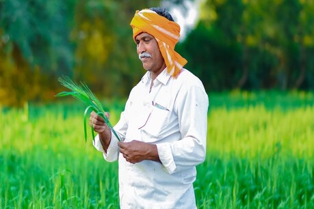 किसानों को कितना मिल रहा है उनकी फसलों का दाम, सरकार ने संसद में दी इसकी जानकारी किसानों को कितना मिल रहा है उनकी फसलों का दाम, सरकार ने संसद में दी इसकी जानकारी