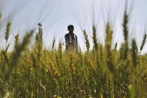 रबी की फसल खरीद पर हरियाणा सरकार किसानों को देगी बोनस   