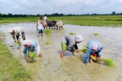 एक किलो चावल पैदा करने में करीब पांच हजार लीटर पानी लगता है (File Photo)