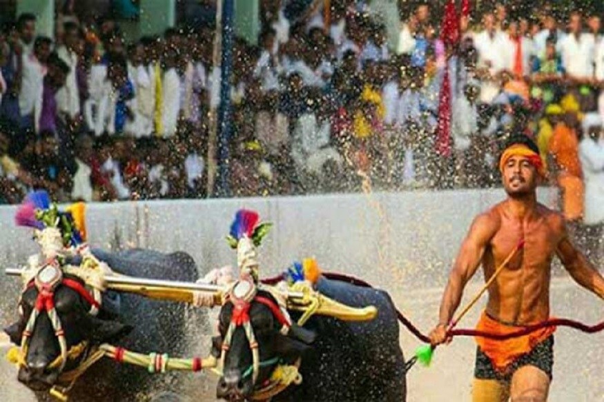 cricket news, sports news, kambala race, Nishant Shetty recorded 143m in 13.68 seconds. Srinivasa Gowda, कंबाला रेस, श्रीनिवास गौड़ा, निशांत शेट्टी, किरेन रिजिजू