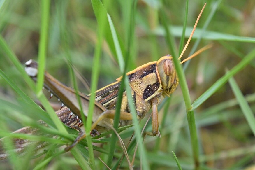 pakistani locusts attack, big threat for indian farmers, rajasthan, gujarat, kisan, ministry of agriculture, farmers, Relief package for locusts affected area, पाकिस्तानी टिड्डियों का हमला, भारतीय किसानों के लिए बड़ा खतरा, राजस्थान, गुजरात, किसान, कृषि मंत्रालय, टिड्डियों से प्रभावित क्षेत्र में राहत पैकेज