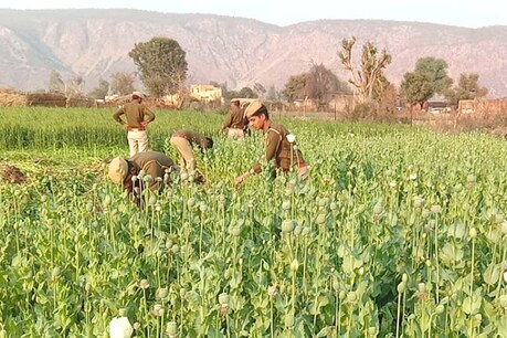 अलवर पुलिस ने करोड़ों रुपए की 'फसल' का पहले ड्रोन से मुआयना किया और फिर खेतों को उखाड़ डाला अलवर पुलिस ने करोड़ों रुपए की 'फसल' का पहले ड्रोन से मुआयना किया और फिर खेतों को उखाड़ डाला