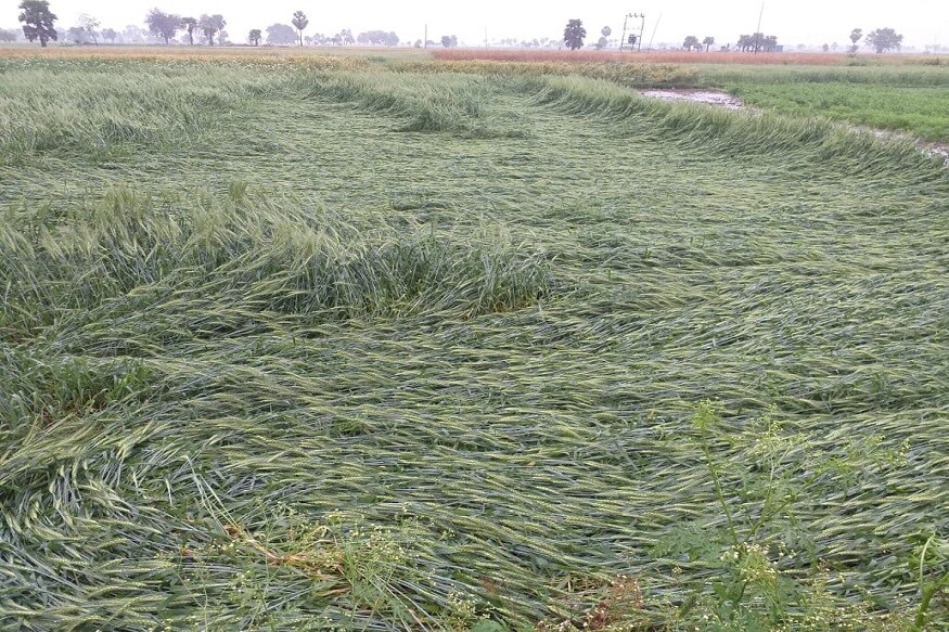 PMFBY, प्रधानमंत्री फसल बीमा योजना, Pradhan Mantri Fasal Bima Yojana, Kisan Credit Card, किसान क्रेडिट कार्ड, kheti-kisani, खेती-किसानी, crop insurance scheme, farmers, किसान, kisan, ministry of agriculture, कृषि मंत्रालय, modi government, मोदी सरकार, lockdown, covid-19, कोविड-19