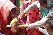 VIDEO: फतेहपुर में बैंड बाजे के साथ हुआ भैंस के बच्चे का मुंडन संस्कार