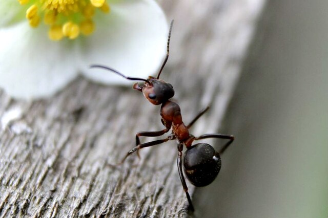 कोरोना का आइसोलेशन नया नहीं, ये जीव भी बीमार होने पर रहने लगता है अलग