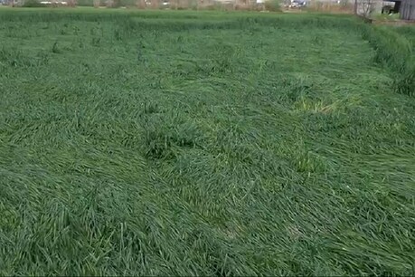 ओलावृष्टि ने किसानों की मेहनत पर फेरा पानी