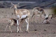 पाकिस्‍तान के सफारी पार्क में दुर्लभ प्रजाति के हिरन के 11 बच्‍चों का जन्‍म