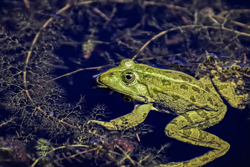 Frog
