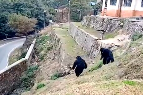 उत्तराखंड में ITBP के 2 जवानों ने 'भालू' बनकर भगाए कैंप से बंदर, देखें VIDEO उत्तराखंड में ITBP के 2 जवानों ने 'भालू' बनकर भगाए कैंप से बंदर, देखें VIDEO