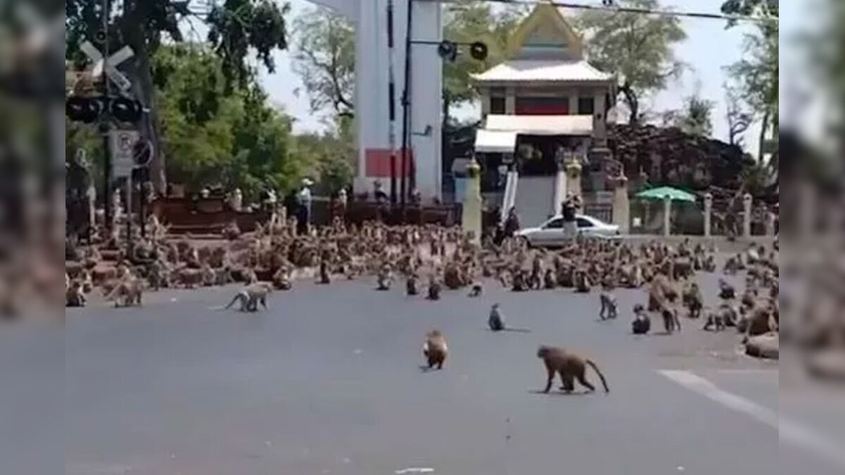 Monkey Riot monkeys fight for a banana in thailand amid drops in tourists as they ...