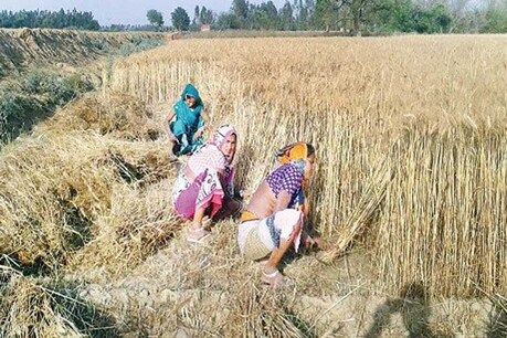 मध्य प्रदेश में सबसे अधिक गेहूं की कटाई, हरियाणा, पंजाब पीछे, कृषि मंत्रालय ने दी जानकारी