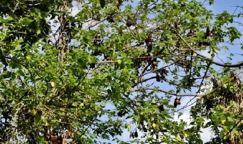 गरली गांव में पेड़ों पर चमगादड़ के झुंड अक्सर देखने को मिलते हैं.