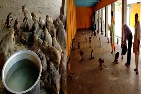लॉकडाउन में भूख से तड़प रहे बंदरों ने मचाया उत्पात तो भोजन लेकर पहुंचे SDM और SSP लॉकडाउन में भूख से तड़प रहे बंदरों ने मचाया उत्पात तो भोजन लेकर पहुंचे SDM और SSP
