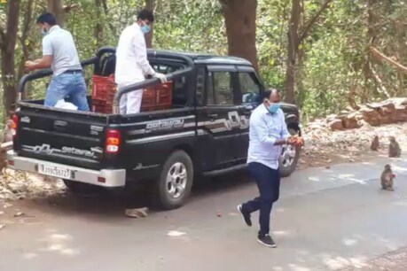 लॉकडाउन में बस्तर में यहां नहीं मिल रहा था बंदरों को खाना, ऐसे मिला निवाला लॉकडाउन में बस्तर में यहां नहीं मिल रहा था बंदरों को खाना, ऐसे मिला निवाला