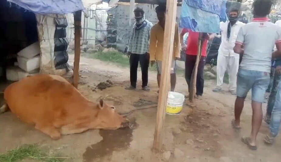 गैस से गाय की मौत हो गई.