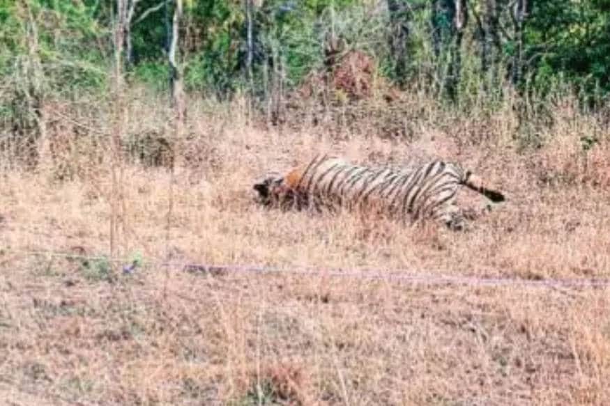 टाइगर, चित्रकूट, tiger, chitrakoot