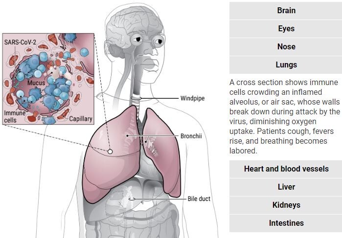 corona virus update, covid 19 update, corona virus disease, corona virus symptoms, corona virus death, कोरोना वायरस अपडेट, कोविड 19 अपडेट, कोरोना से बीमारी, कोरोना के लक्षण, कोरोना से मौत