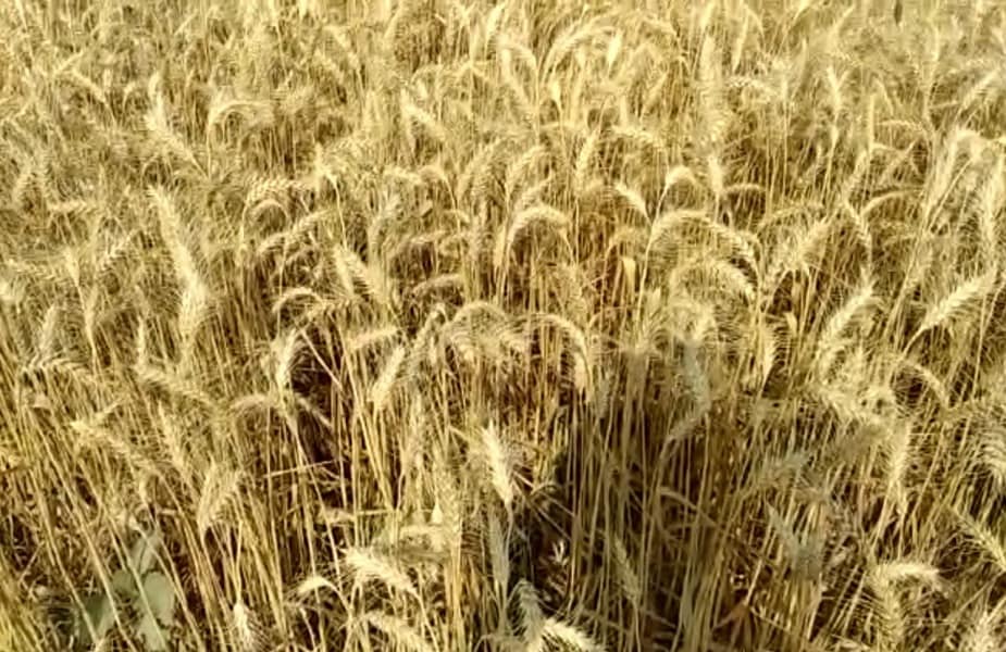 crops