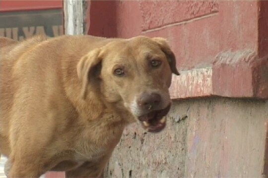 ओडिशा में 40 से अधिक कुत्तों को जहर देकर मार डाला गया. 
(प्रतिकात्क तस्वीर)
