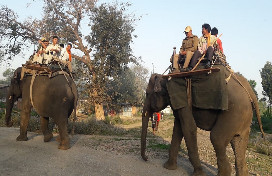 elephant
