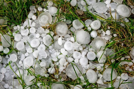 बारिश-ओलावृष्टि ने मुज्फ्फरपुर में मचाई तबाही, आम-लीची को नुकसान, मक्के की फसल 60 फीसदी बर्बाद बारिश-ओलावृष्टि ने मुज्फ्फरपुर में मचाई तबाही, आम-लीची को नुकसान, मक्के की फसल 60 फीसदी बर्बाद